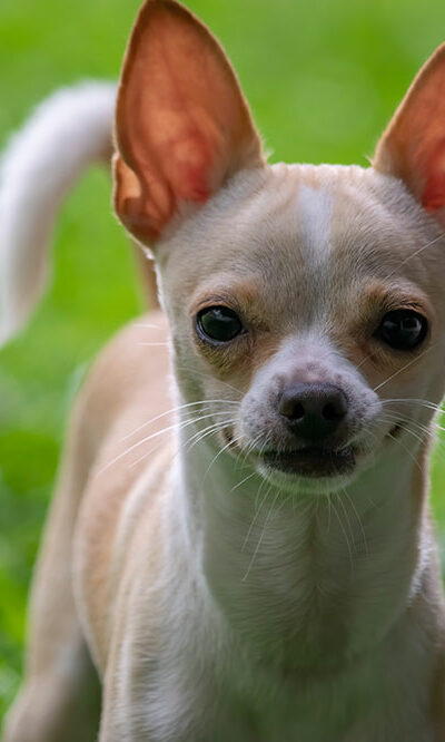 10 Reasons Chihuahuas Are the Best Dogs to Pet