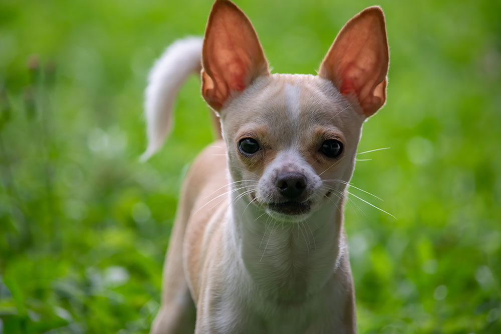 10 Reasons Chihuahuas Are the Best Dogs to Pet