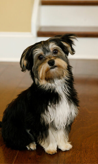 10 Things to Be Aware of Before Buying a Morkie Puppy