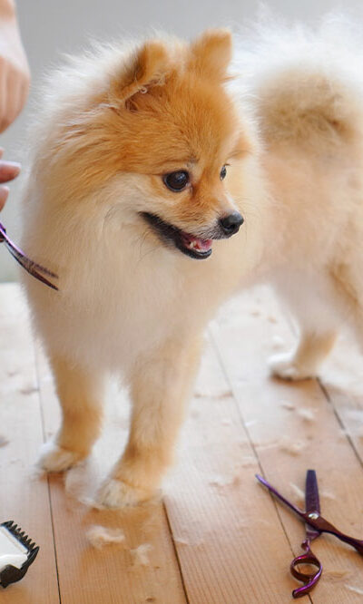 Pomeranian Puppy Care and Grooming