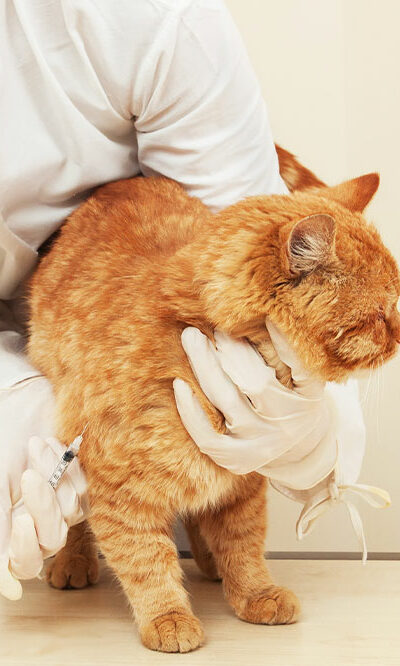 Things That Can Keep Your Cat Away from Fleas