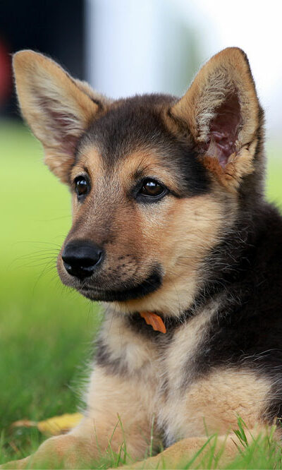 All You Need to Know about German Shepherd Puppies