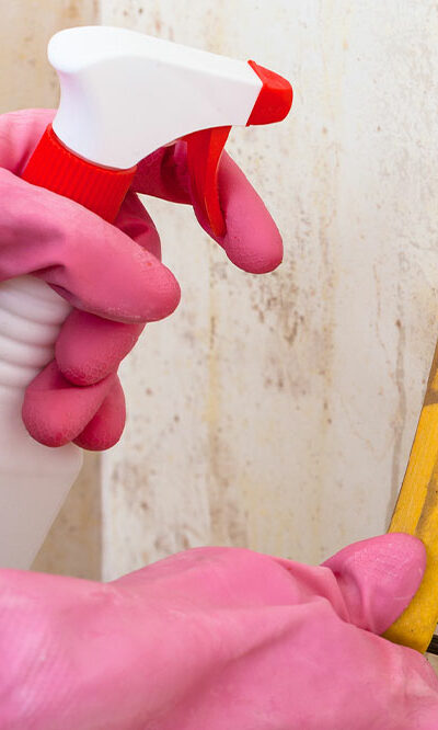 Popular and Efficient Mold Removal and Remediation Services