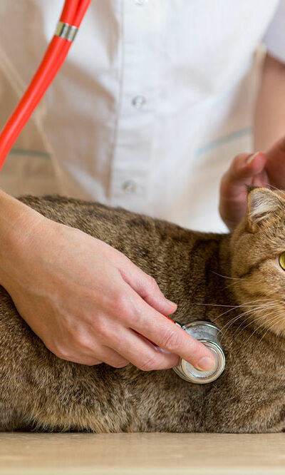 Top Five Crucial Aspects of Pet Treatment