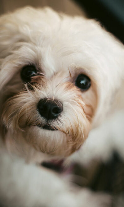 Things to Keep in Mind While Training Your Shih Tzu Dog