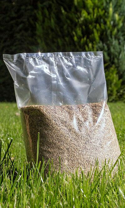 11 Grass Seed Varieties for a Healthy and Green Lawn