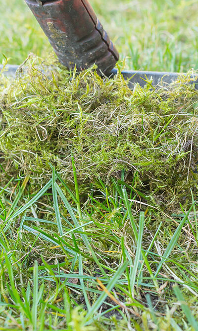 4 Easy Ways to Get Rid of Moss in the Lawn