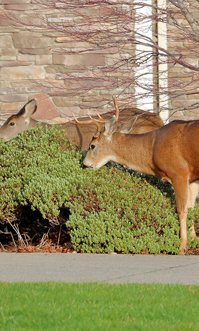 6 Ways to Keep Deer Away From the Yard