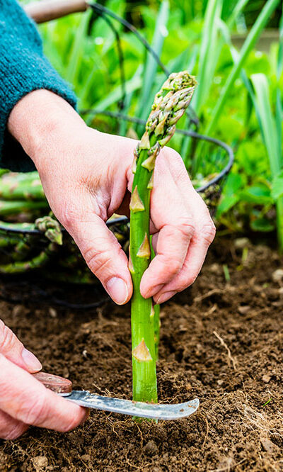 Key Things to Know About Growing Asparagus