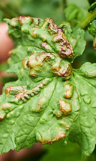 Natural Ways to Get Rid of Aphids