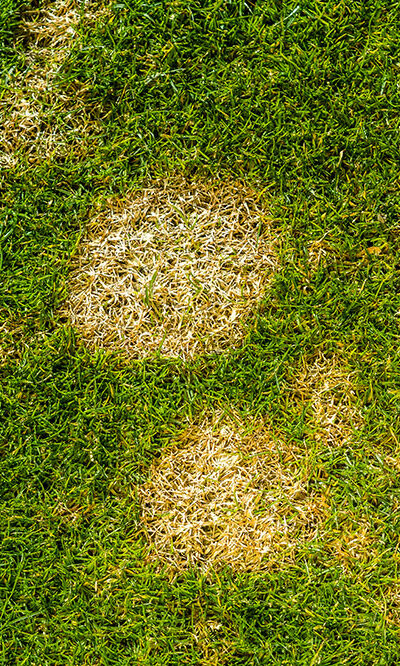 Types and Benefits of Lawn Dressings Explained