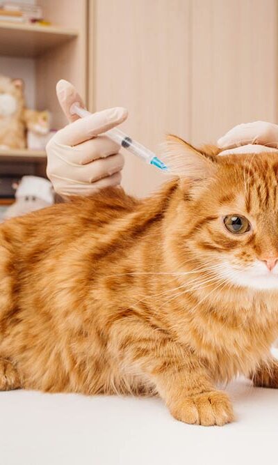 6 Factors to Consider While Choosing Cat Vets