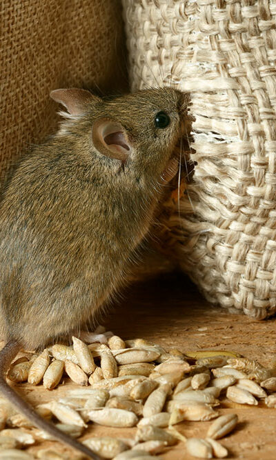 Here&#8217;s How to Get Rid of Voles