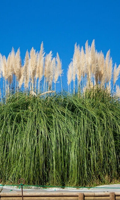 7 Tips to Get Rid of Pampas Grass Quickly