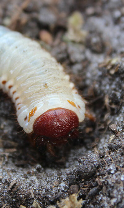 7 Ways to Get Rid of Lawn Grubs Naturally