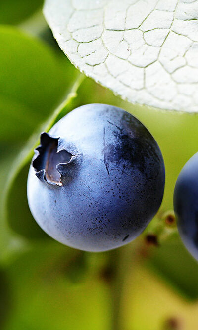 A Guide to Fertilizing Blueberry Plants