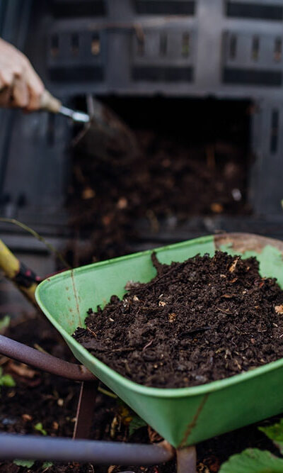 Top 10 Natural Fertilizers for Hydrangeas