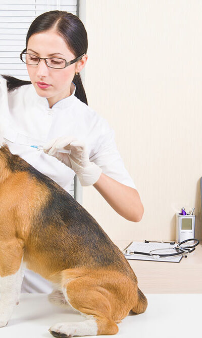 Dog Microchipping Benefits and Top Picks