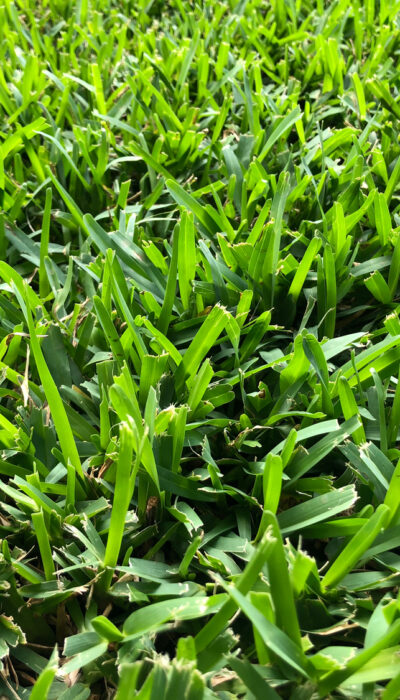 Effective St. Augustine Grass Lawn Care Tips