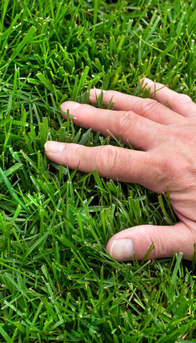 How to Successfully Overseed a Lawn: A Step-by-Step Guide