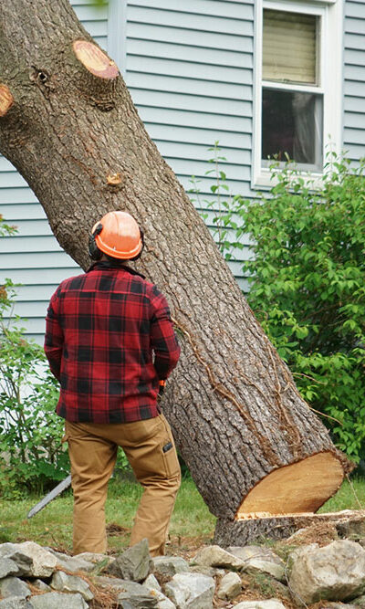 6 Benefits of Hiring Tree Removal Services for Seniors