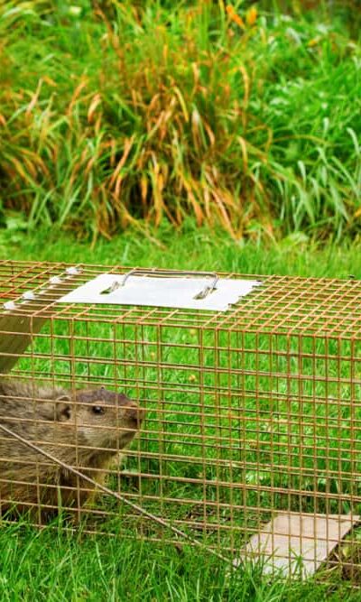 6 Effective Ways to Get Rid of Groundhogs