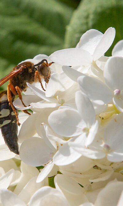 6 Ways to Get Rid of Cicadas from One&#8217;s Property