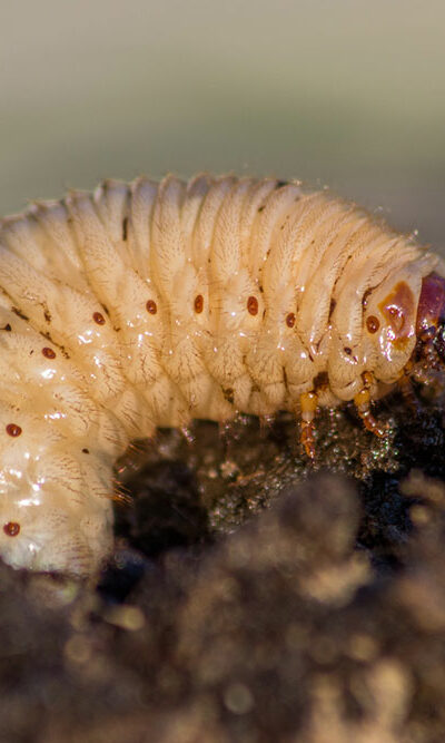 8 Ways to Get Rid of Armyworms