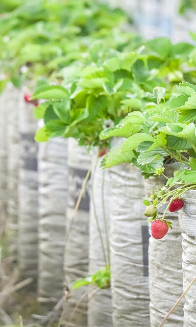 Key Things to Know When Fertilizing Strawberry Plants