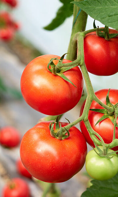 How to Prune Tomato Plants for Maximum Harvest