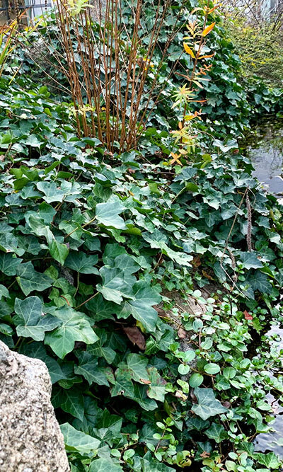 Top Ways to Get Rid of Ivy Plants