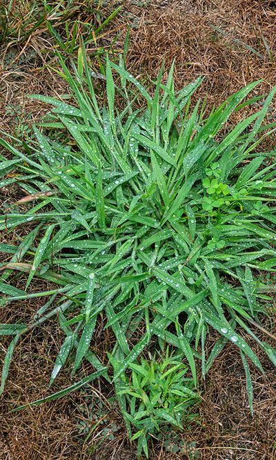 8 Ways to Get Rid of Quackgrass