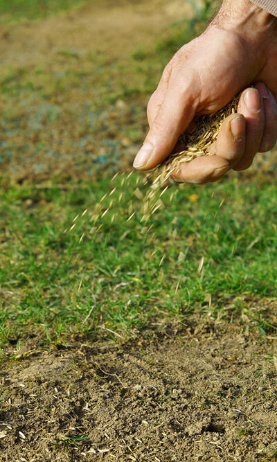 Types of Grass Seeds and Lawn Care Tips