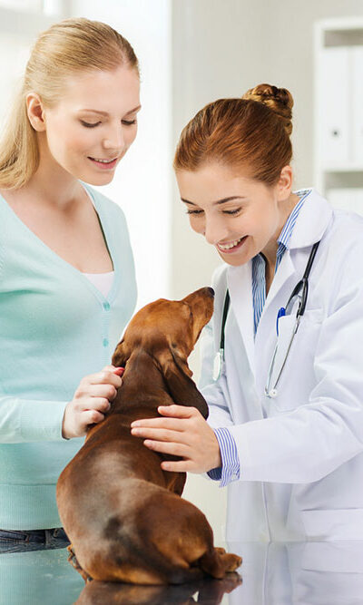 Benefits and Basics of Pet Care